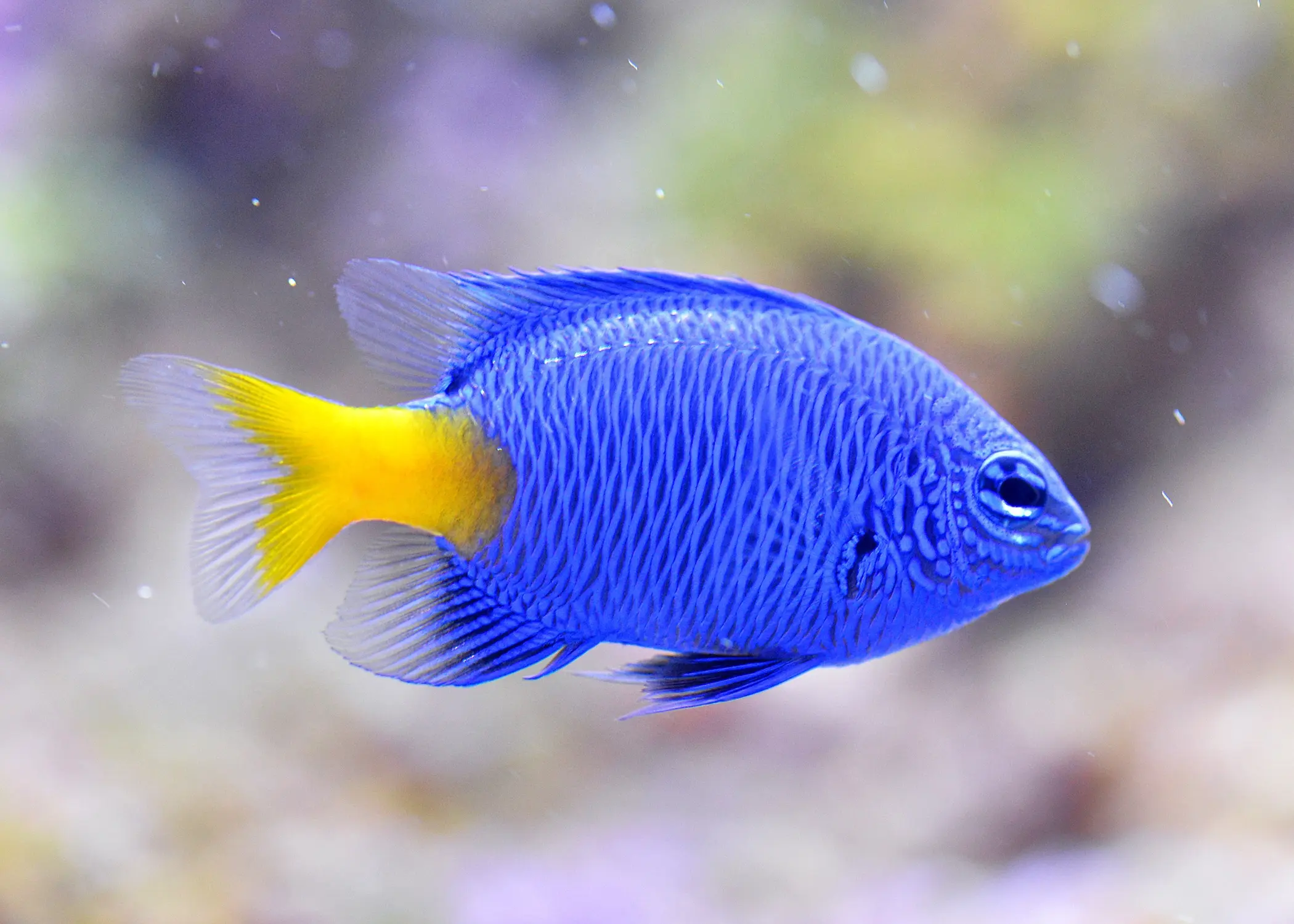 Yellowtail Damselfish